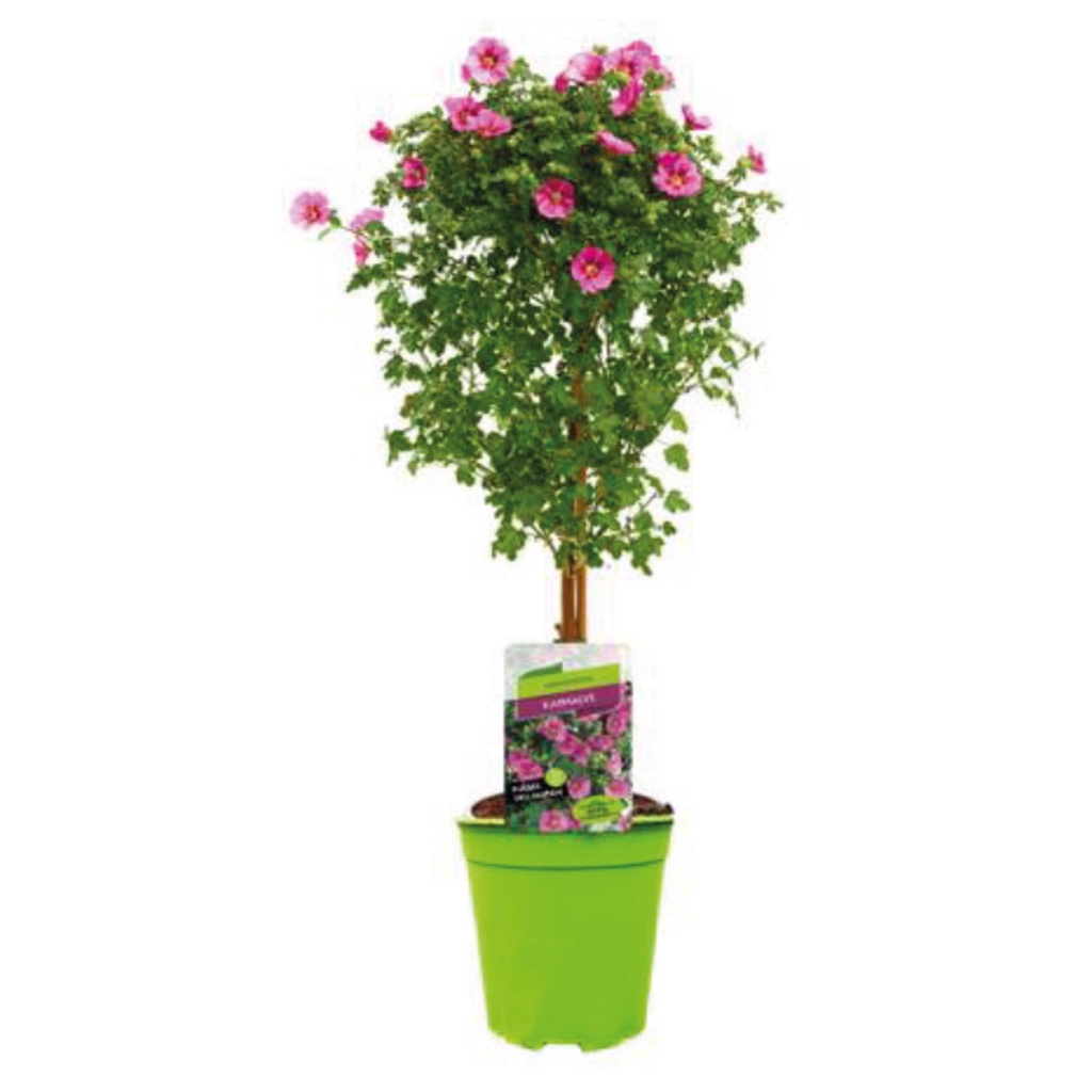 [675S1004V] KP19 Anisodontea  stam Elegance lady