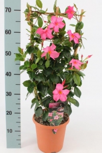 [803S1499V] KP19 Diamantina Opale Fuchsia Flame rek