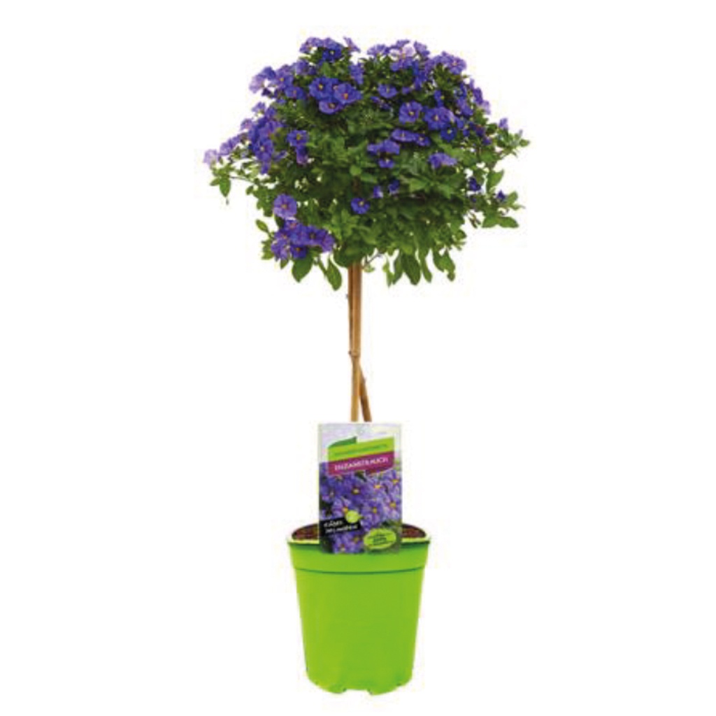 [682S1327V] KP19 Solanum  stam rantonetti Bleu