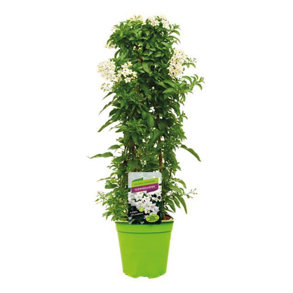 [691SV] KP19 Solanum mix