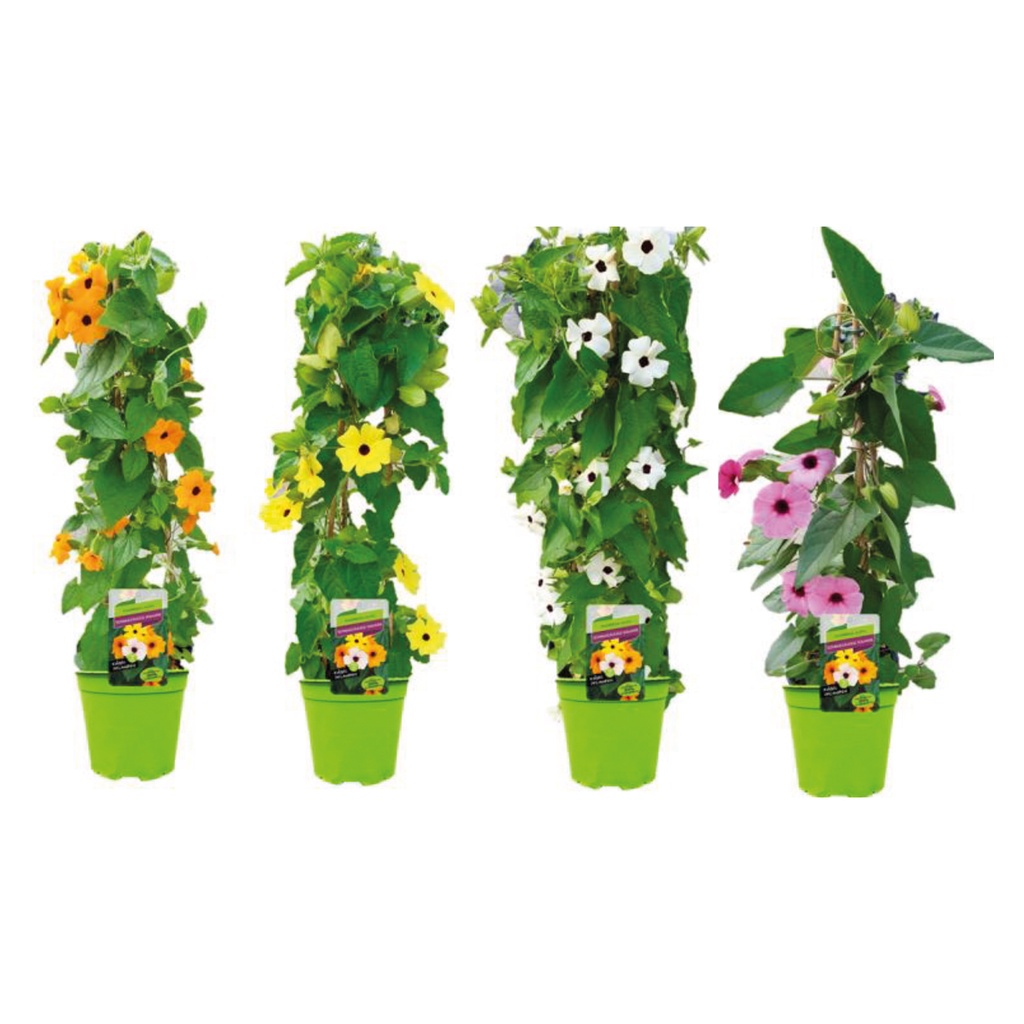 [685S1029V] KP19 Thunbergia  piramide Yellow