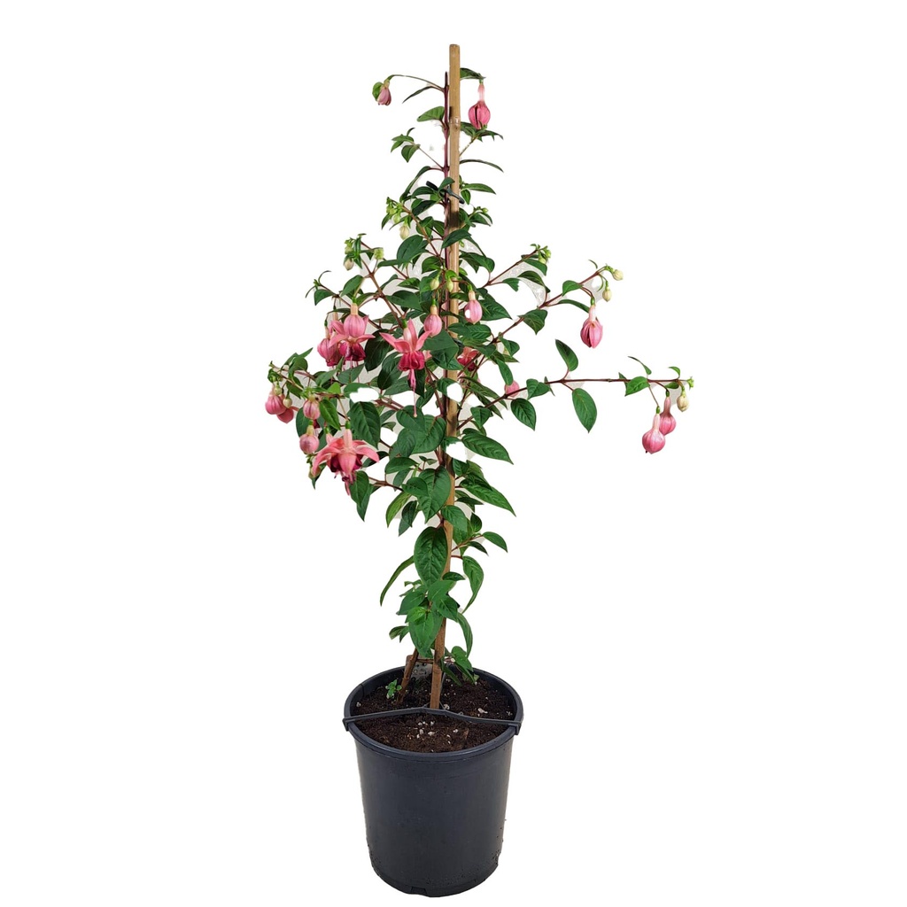 [703S1406V] KP21 Fuchsia stam div Stam