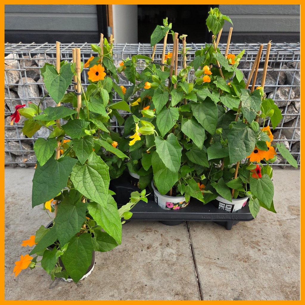 [1650S3287V] Kp13 Thunbergia piramide Duocolor