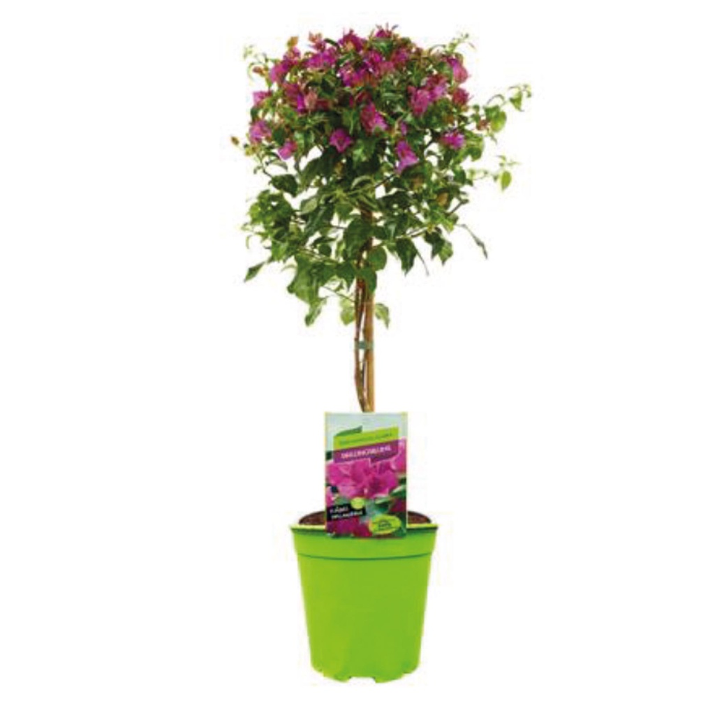 [1613S3112V] Kp19 Bougainvillea Lila