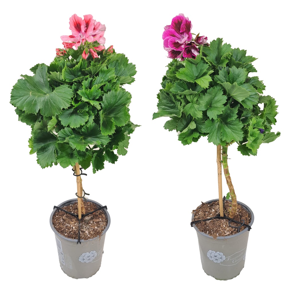 [1218S2993V] Kp19 Pelargonium Franse Grandiflorum divers