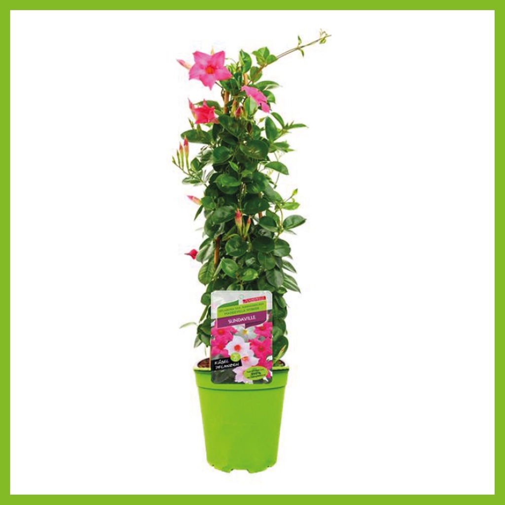 [1463S2417V] Kp19 Sundaville Piramide Pink
