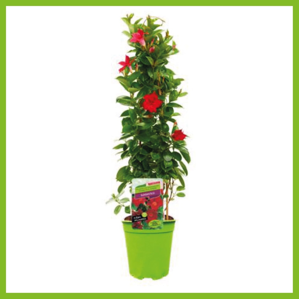 [1463S2415V] Kp19 Sundaville Piramide Rood
