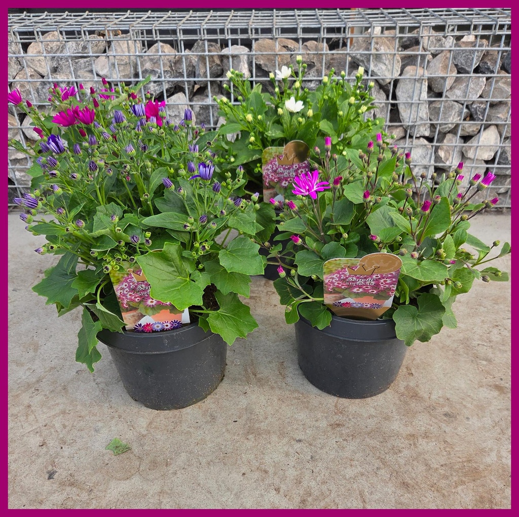 [1649S3285V] Senetti P23 Divers 4 kleuren