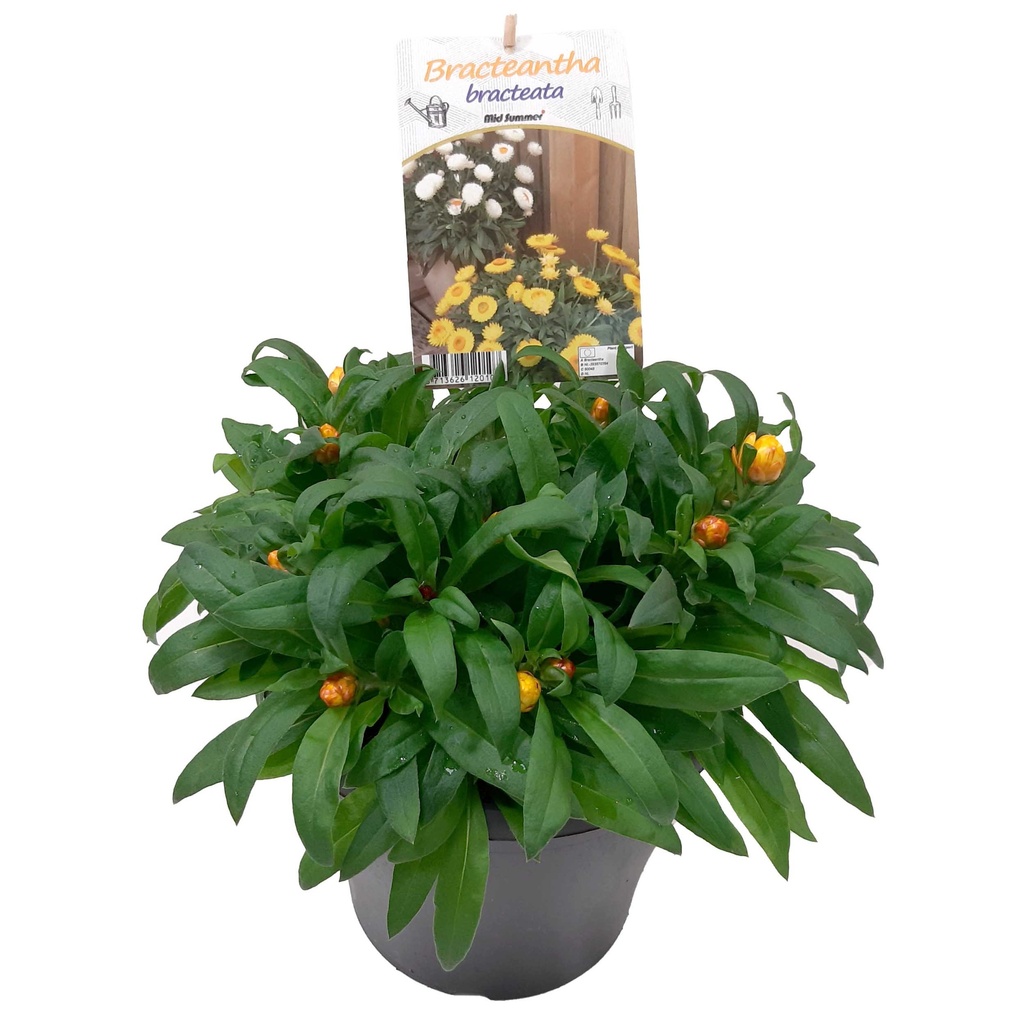 [1511S2719V] EJ Bracteantha P19 Basket Yellow
