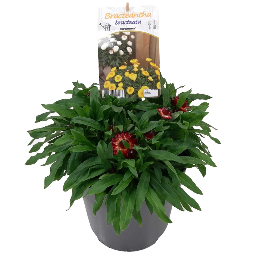 [1511S2721V] EJ Bracteantha P19 Dark Red