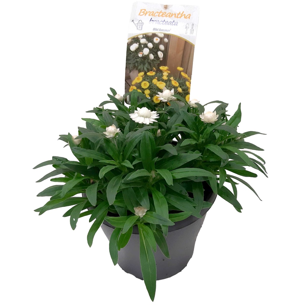 [1511S2720V] EJ Bracteantha P19 White