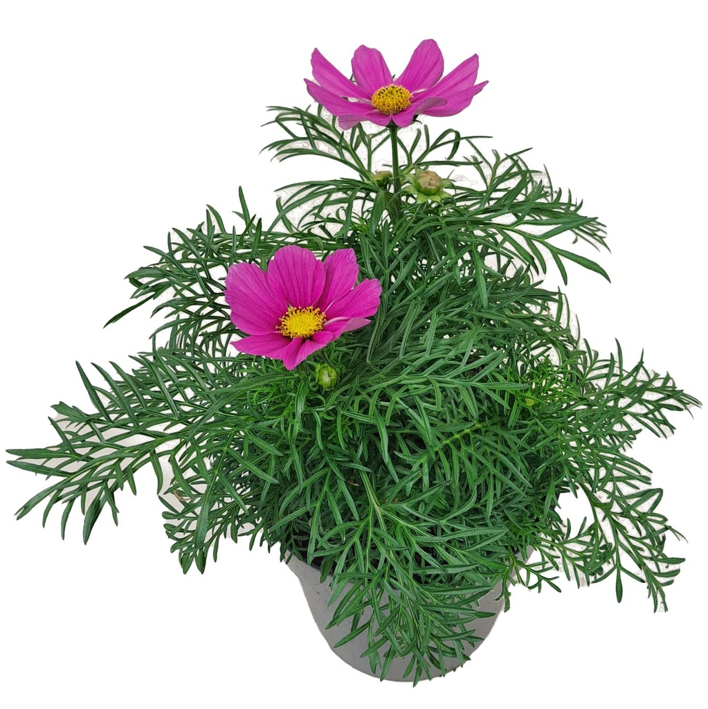 [1596S3136V] EJ Cosmos Bipinatus Carmine