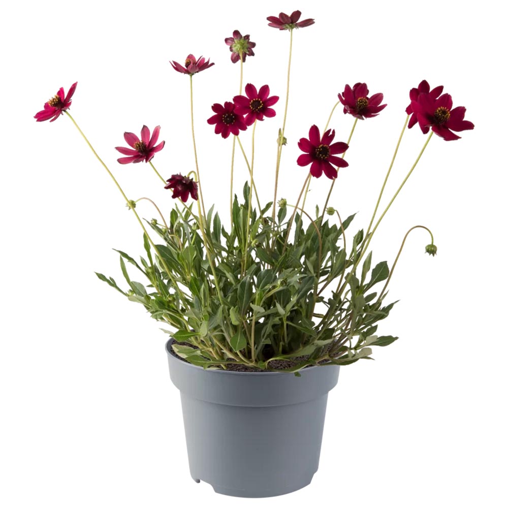 [1596S3149V] EJ Cosmos Bipinatus Cherry Chocalate