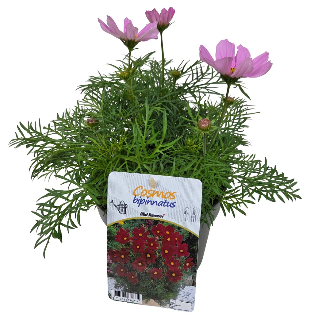 [1596S3137V] EJ Cosmos Bipinatus Pink
