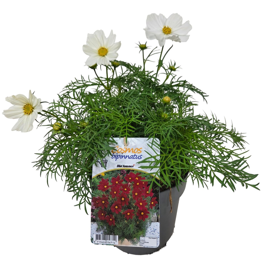 [1596S3064V] EJ Cosmos Bipinatus White