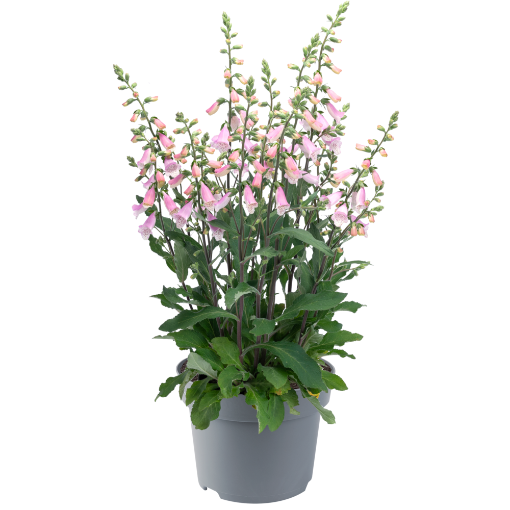 [1515S2598V] EJ Digitalis P19 Pink knop