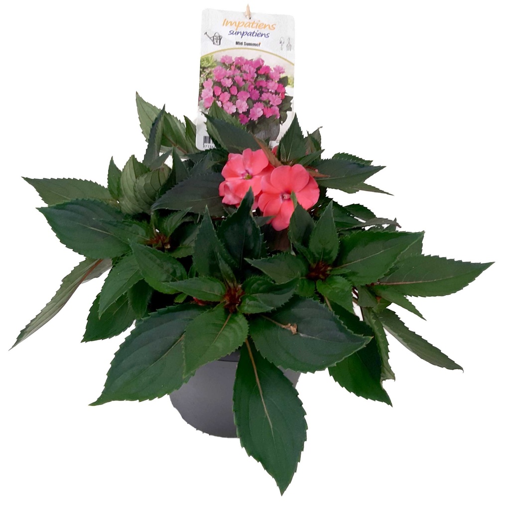 [1563S2887V] EJ Impatiens NG P19 Sunpatiens Pearl Pink