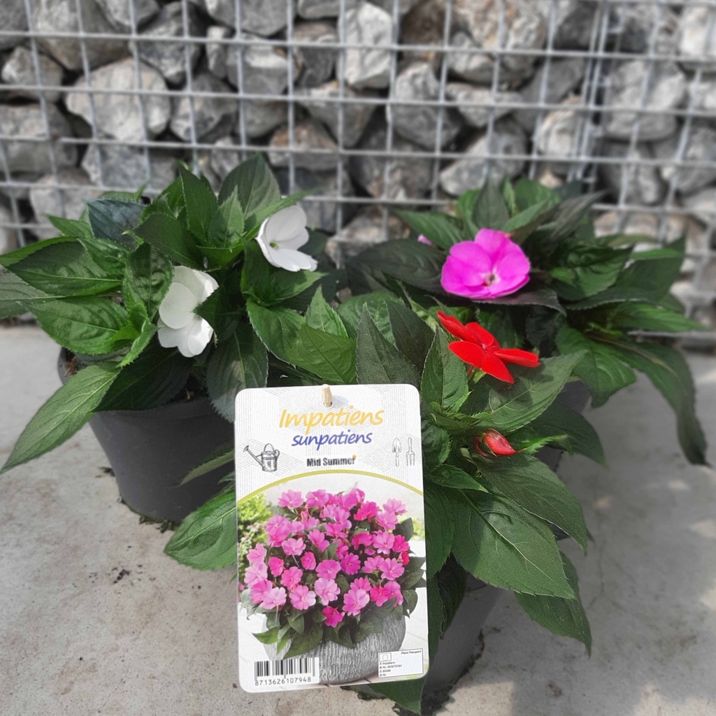 [1563S2806V] EJ Impatiens NG P19 Sunpatiens Salmon