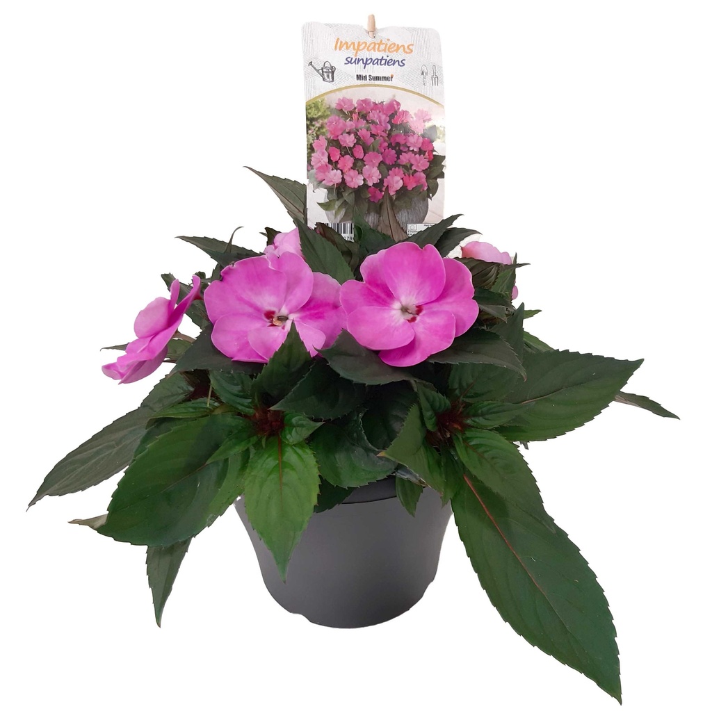 [1563S2811V] EJ Impatiens NG P19 Sunpatiens lavender Splash