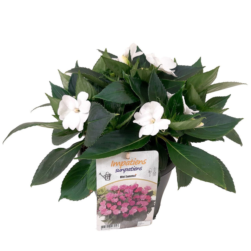 [1563S2810V] EJ Impatiens NG P19 sunpatiens Clear White
