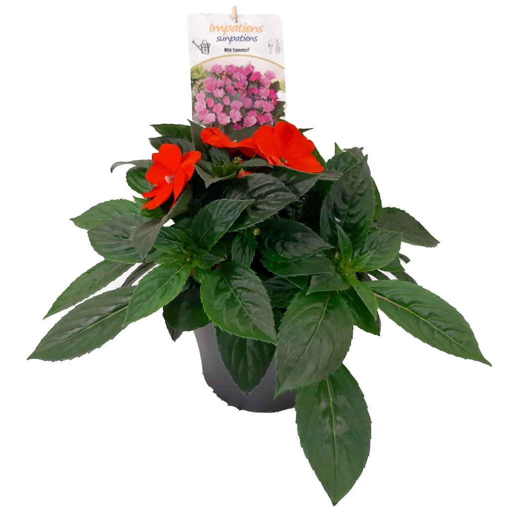 [1563S2809V] EJ Impatiens NG P19 sunpatiens Orange Impr.