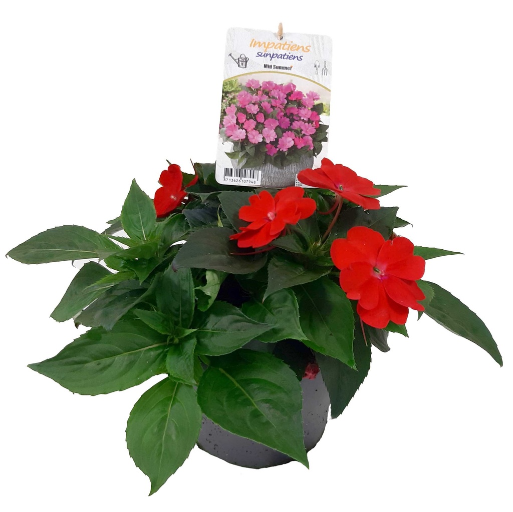 [1563S2808V] EJ Impatiens NG P19 sunpatiens Scarlet