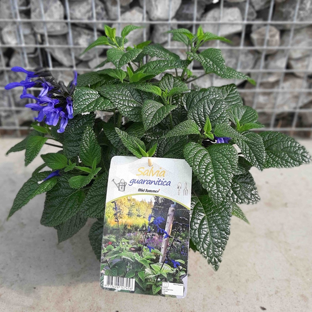 [1536S2756V] EJ Salvia P19 Black and Blloom