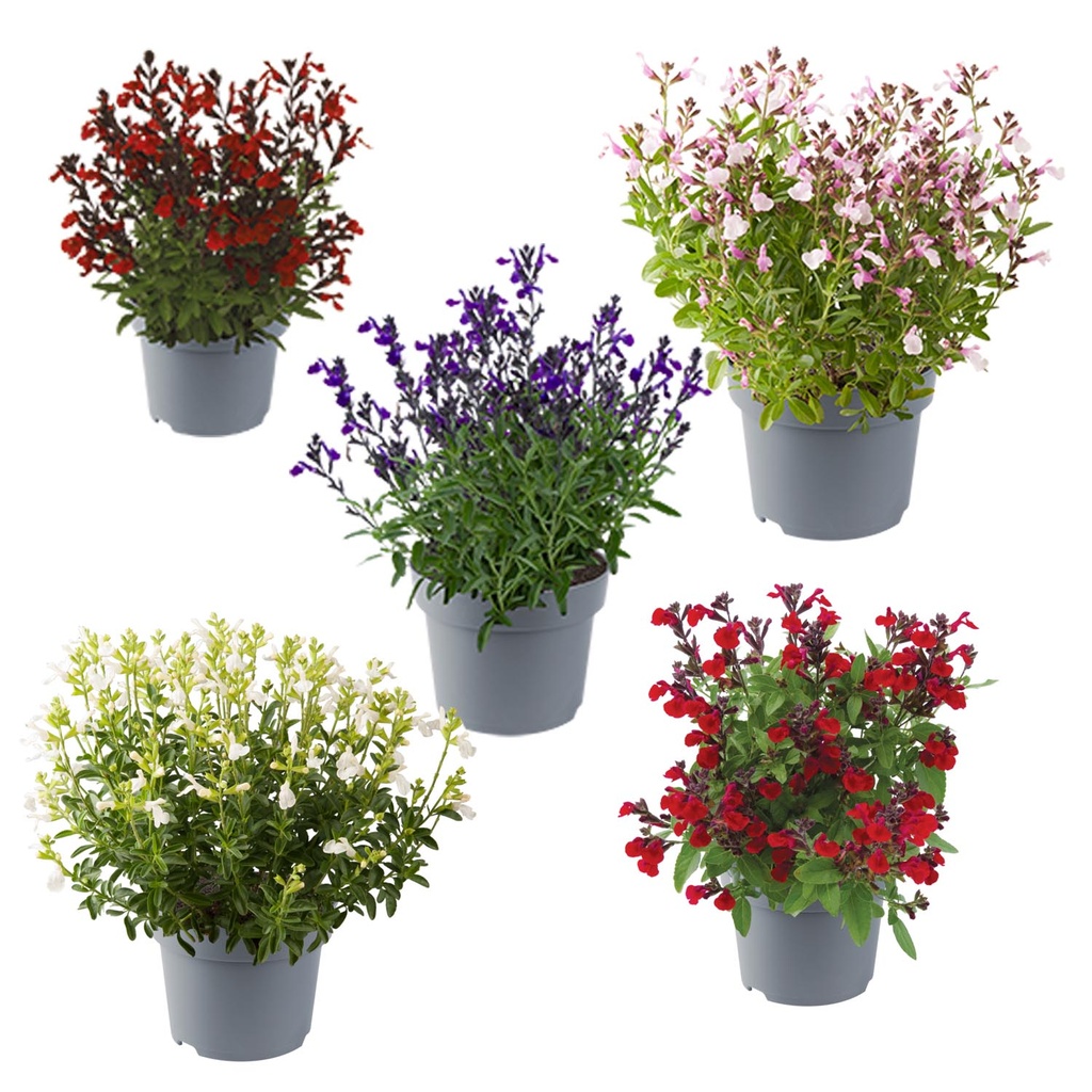 [1536S3156V] EJ Salvia P19 Mirage divers