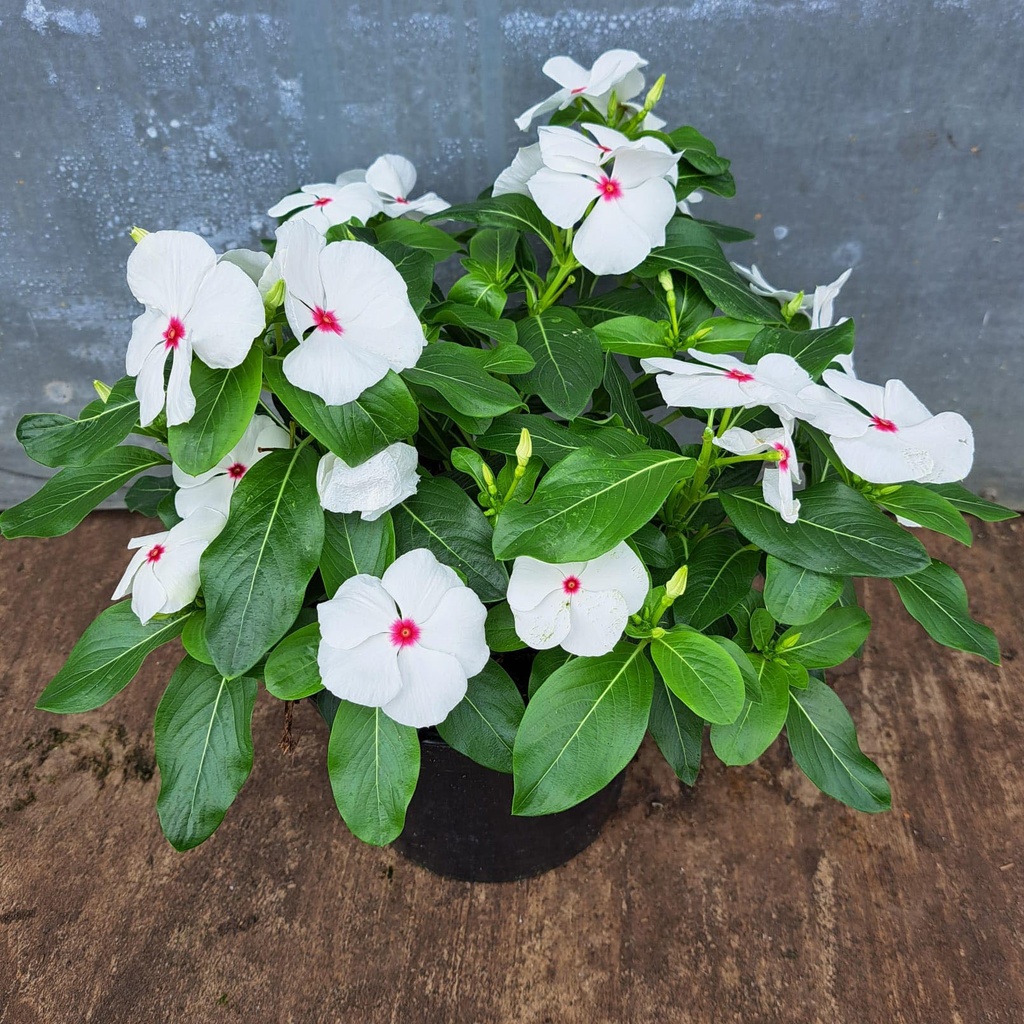 [1635S3168V] Ej Catharanthus P19 Polka Dot