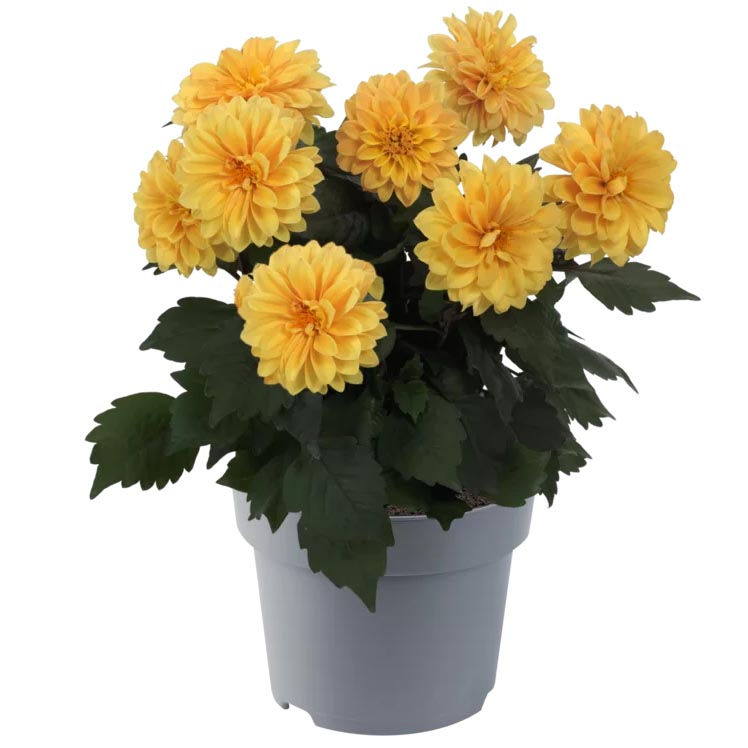 [1625S3144V] Ej Dahlia Golden Yellow