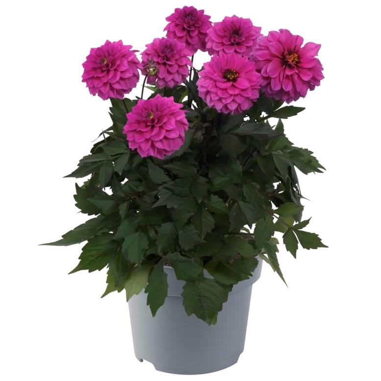 [1625S3145V] Ej Dahlia Lilac