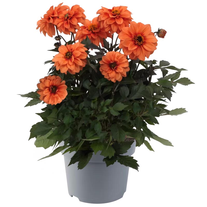 [1625S3146V] Ej Dahlia Orange