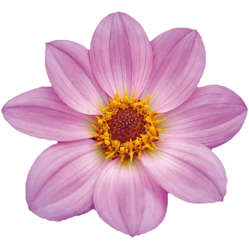 [1625S3143V] Ej Dahlia Pink