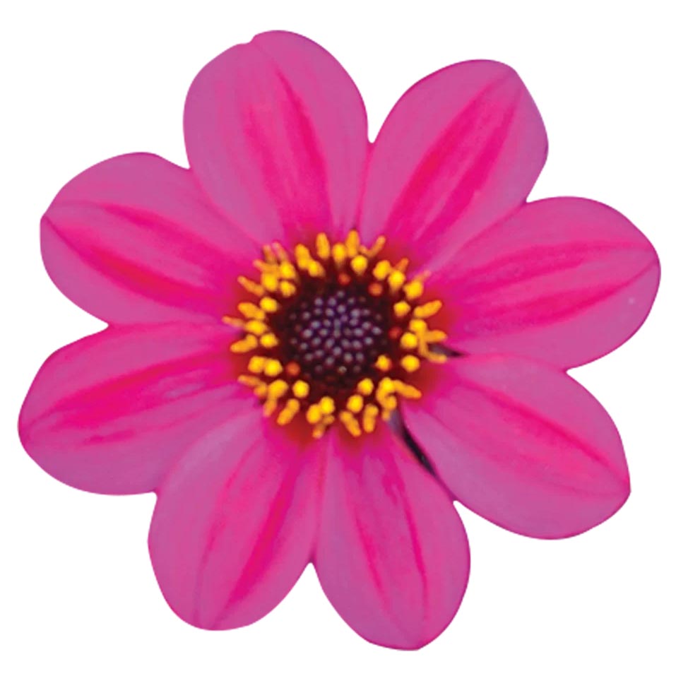 [1625S3142V] Ej Dahlia Purple