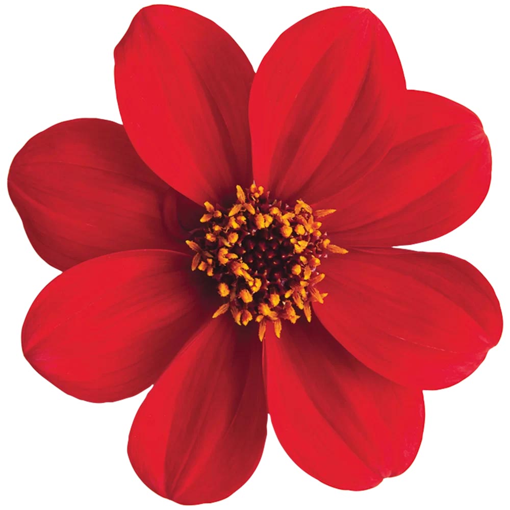 [1625S3141V] Ej Dahlia Red