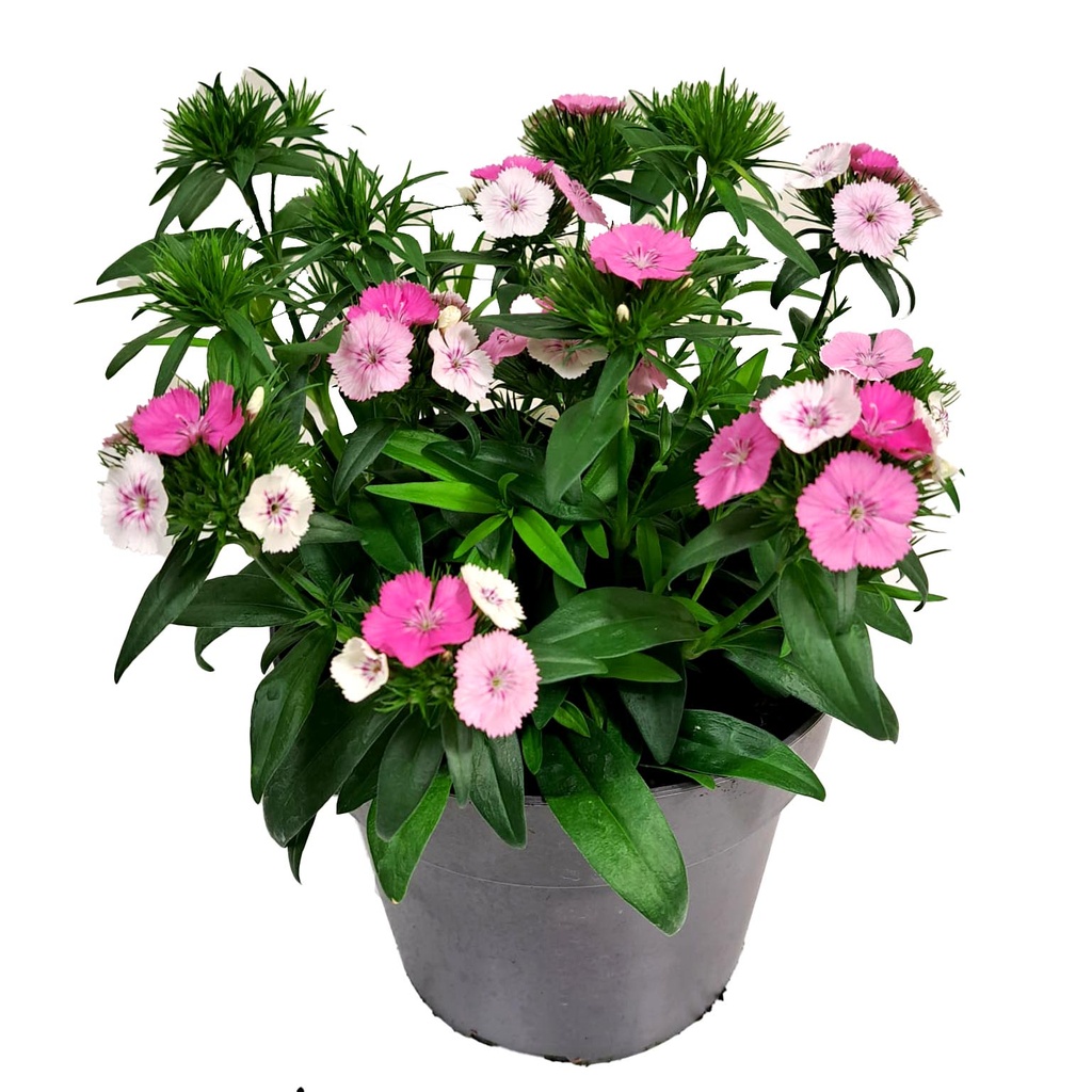 [1576S2970V] Ej Dianthus P19 Pink Magic