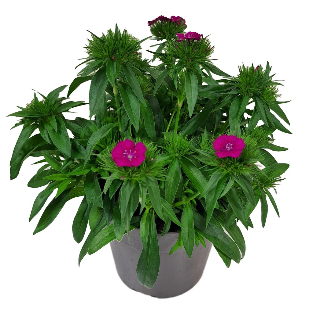[1576S3058V] Ej Dianthus P19 Purple