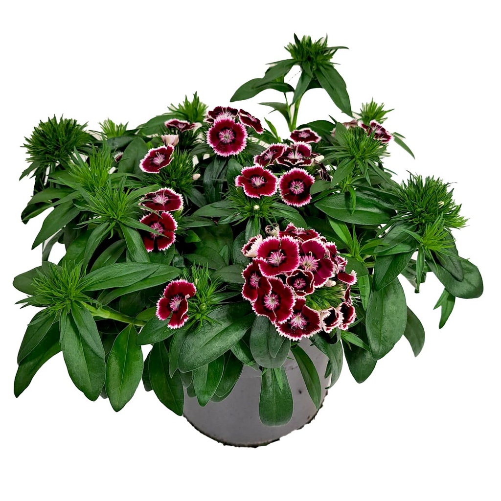 [1576S3059V] Ej Dianthus P19 Red White Picotee