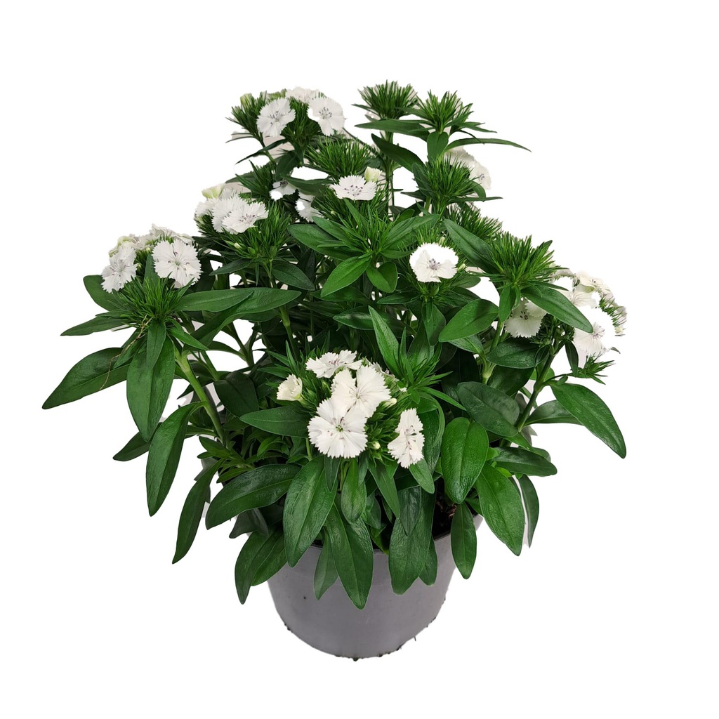 [1576S3060V] Ej Dianthus P19 White