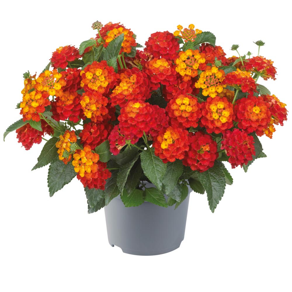 [1593S3150V] Ej Lantana P19 Red