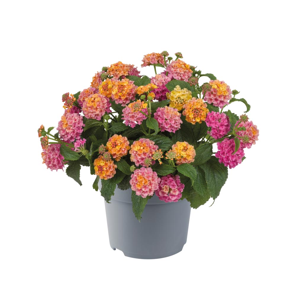 [1593S3151V] Ej Lantana P19 Rose