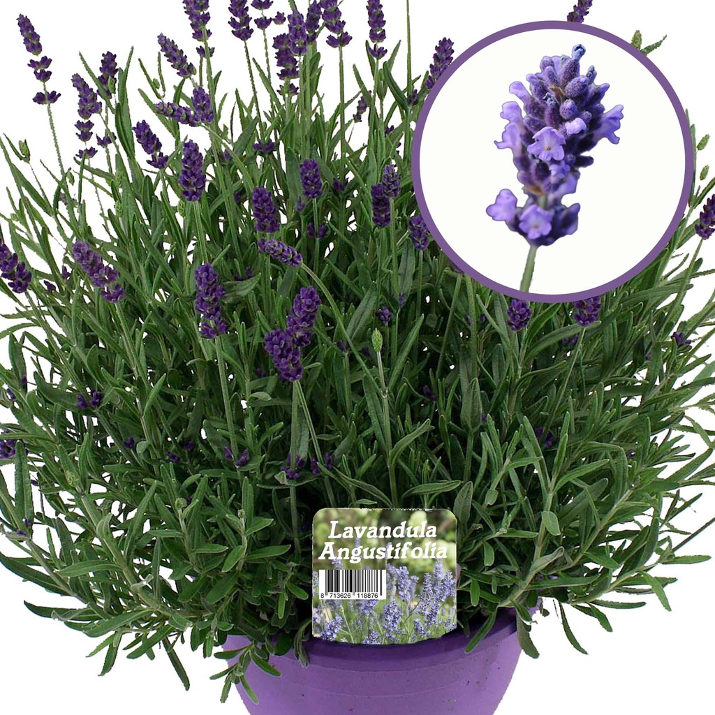 [636S2629V] Ej Lavendel P19 Angustifolia "Super Blue"
