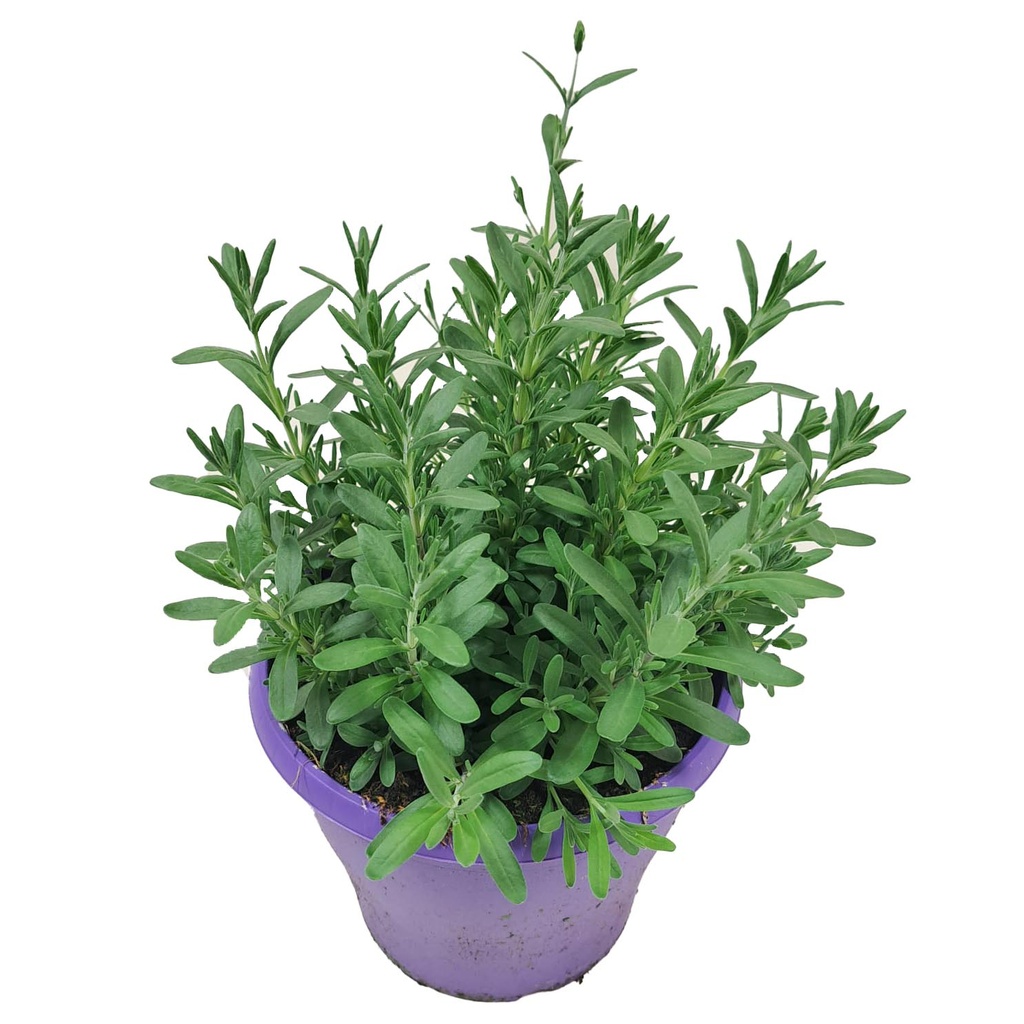 [636S3139V] Ej Lavendel P19 Angustifolia Ardeche Blue