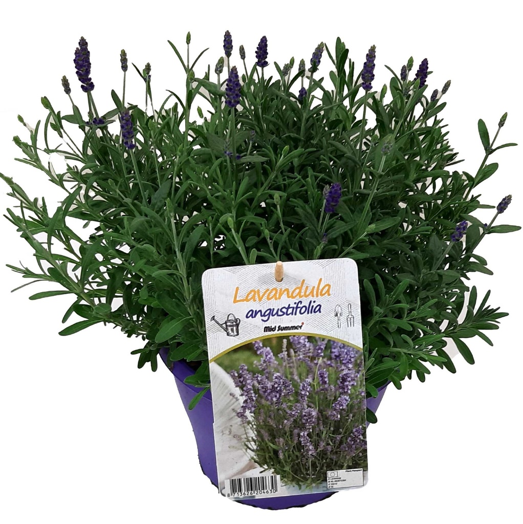 [636S1367V] Ej Lavendel P19 Angustifolia purple