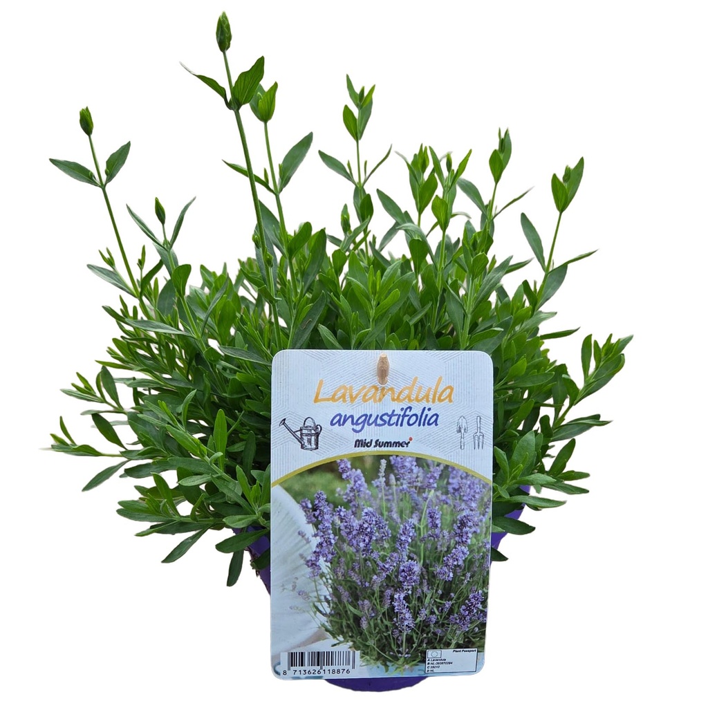 [636S3327V] Ej Lavendel P19 Angustifolia spear blue geen kleur