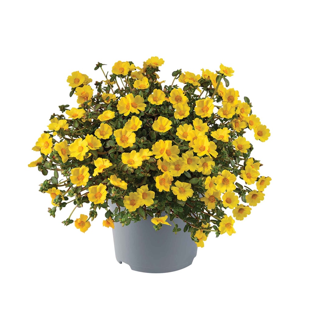 [1592S3055V] Ej Portulaca P19 Gold