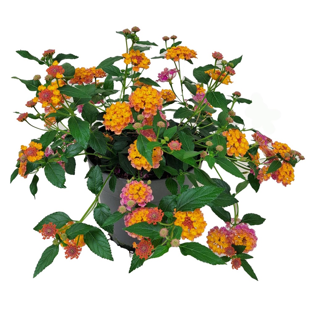 [1592S3165V] Ej Portulaca P19 Hang New