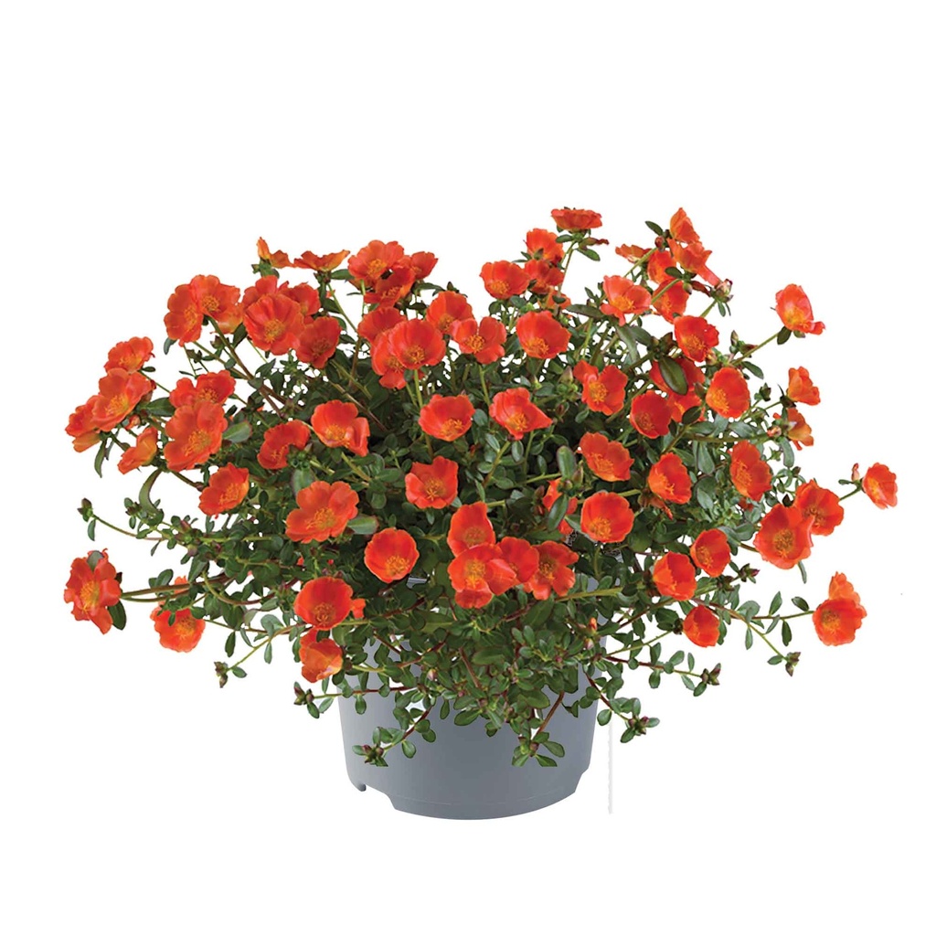 [1592S3056V] Ej Portulaca P19 Orange
