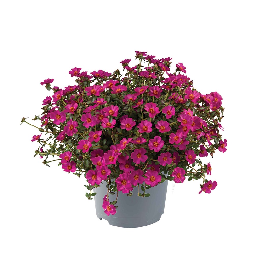 [1592S3057V] Ej Portulaca P19 Purple