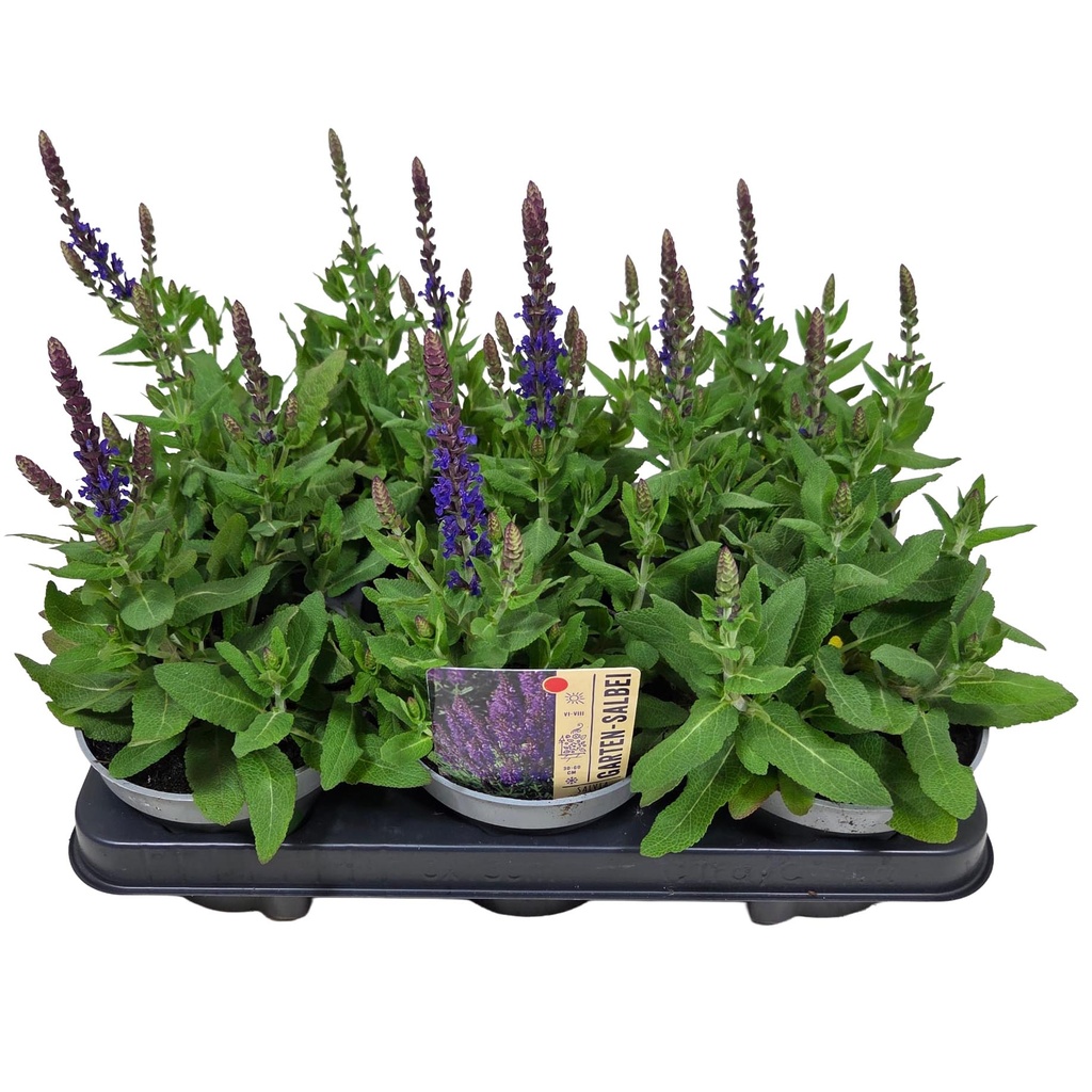 [1663S3325V] Salvia P13 ost friesland imp blue